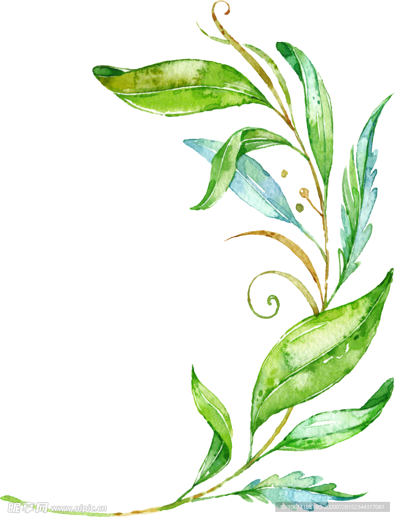 手绘植物