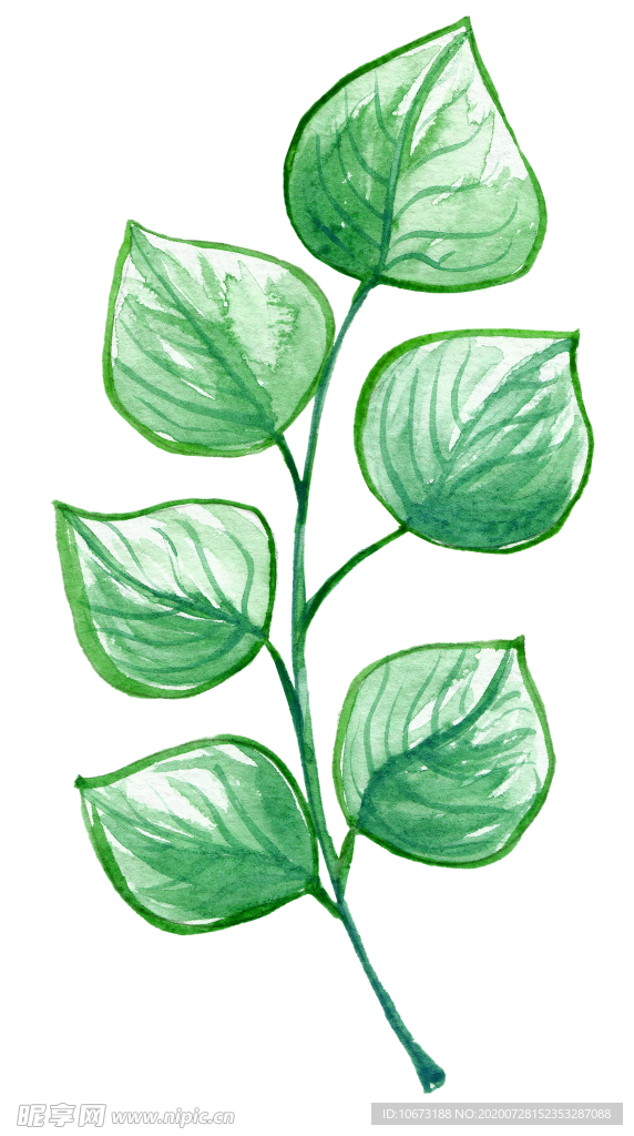 手绘植物
