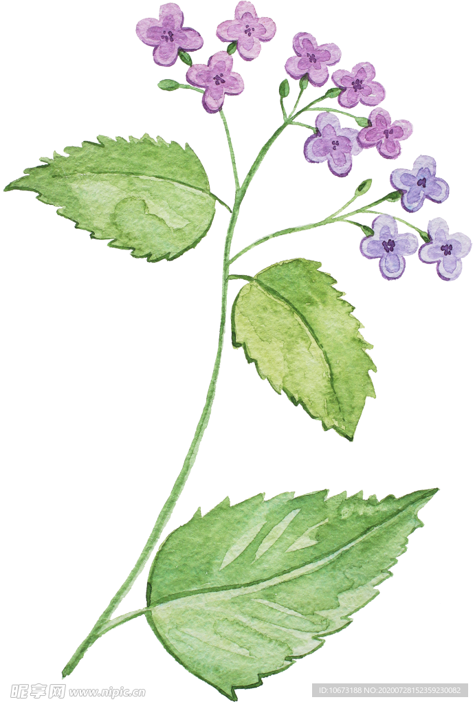 手绘植物