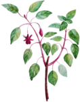 手绘植物