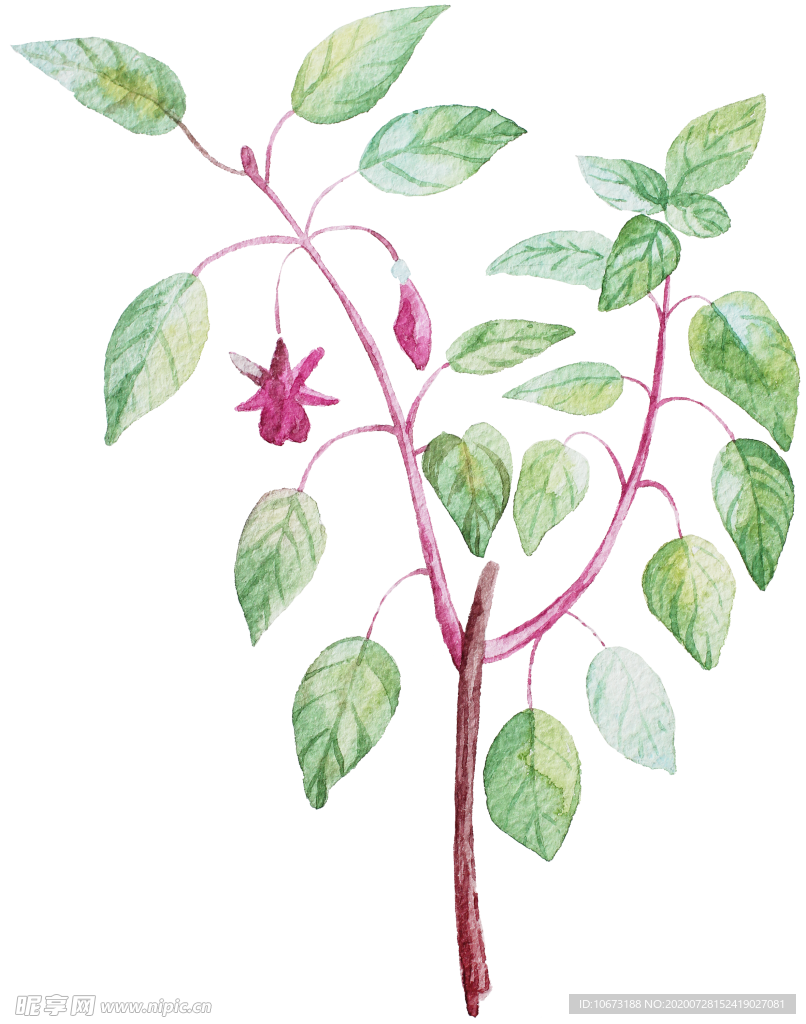 手绘植物