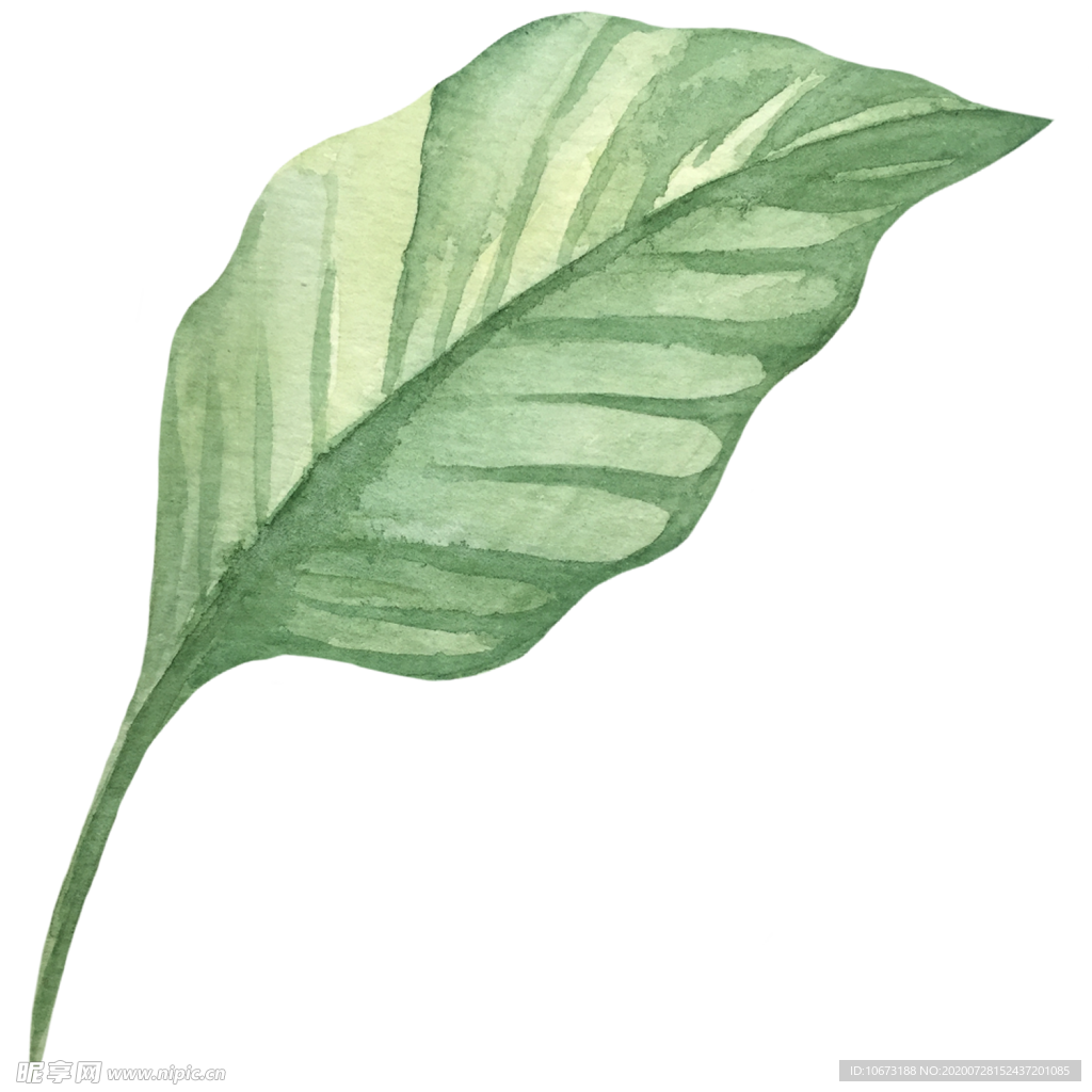 手绘植物
