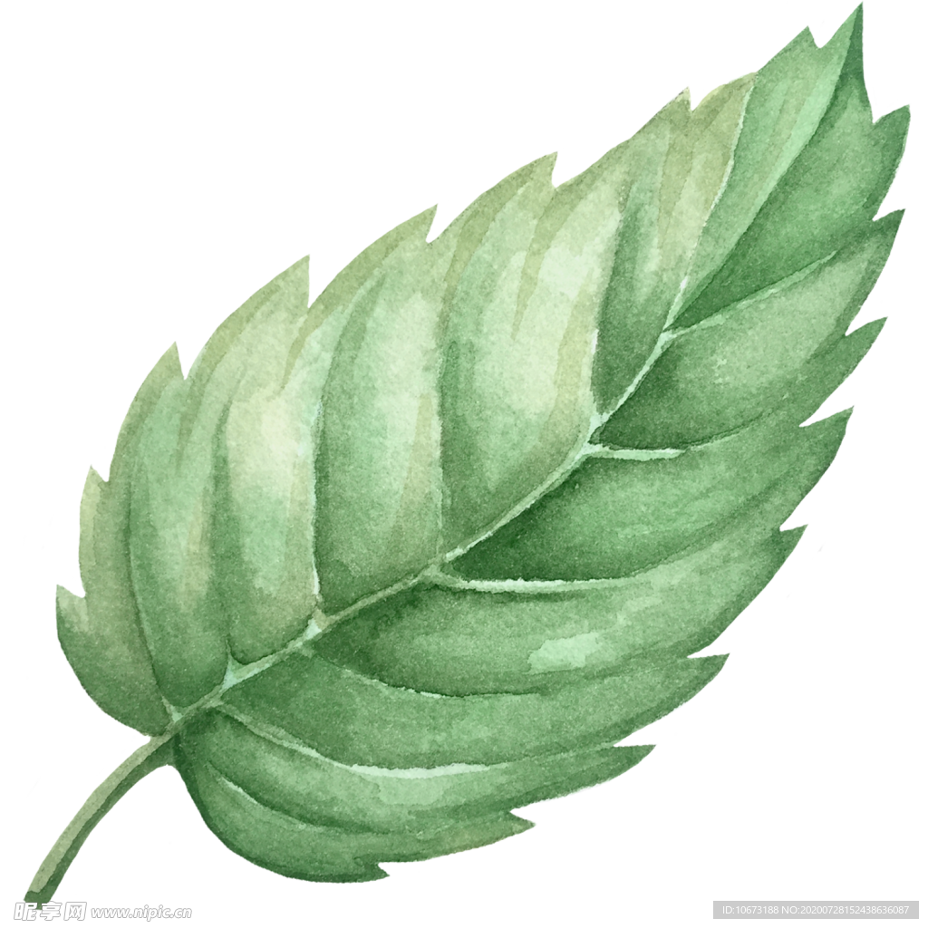 手绘植物