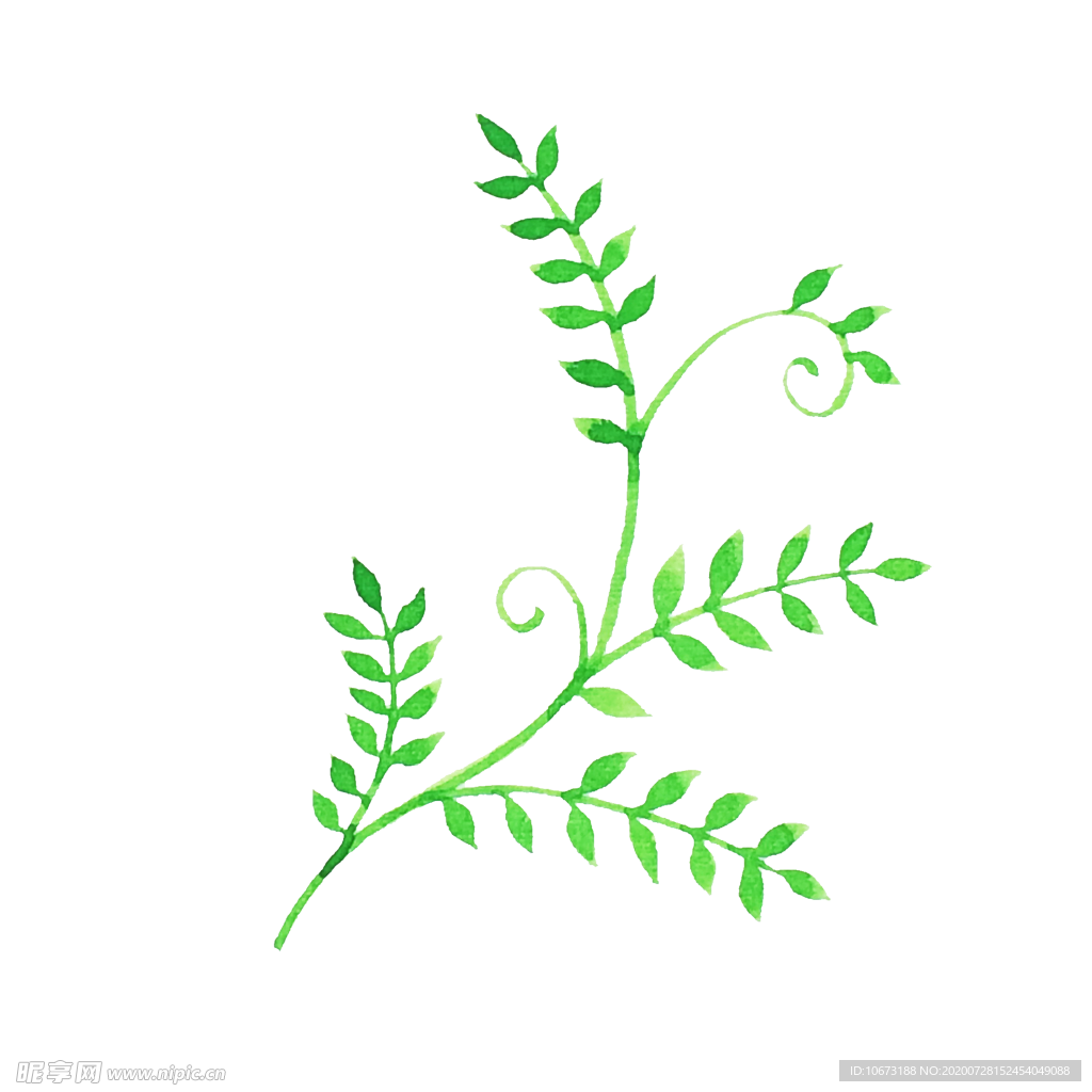 手绘植物