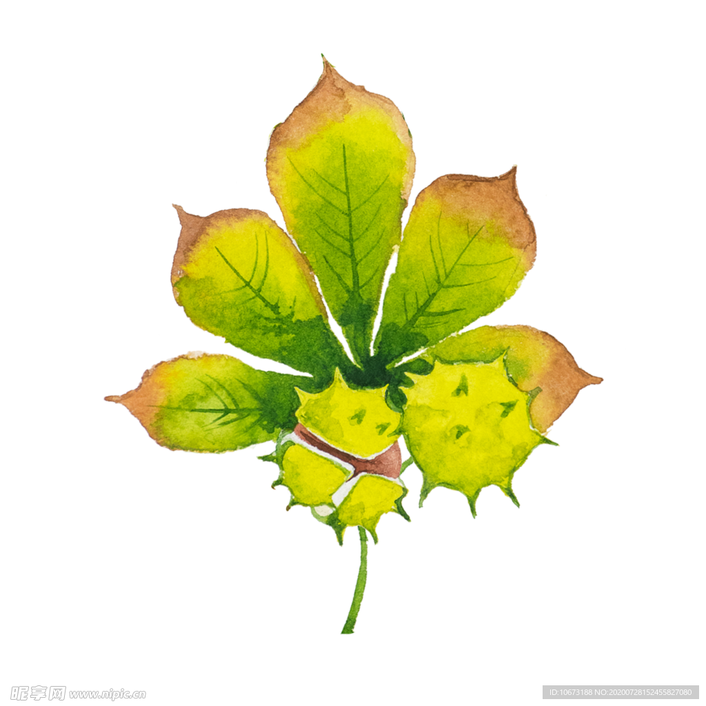 手绘植物