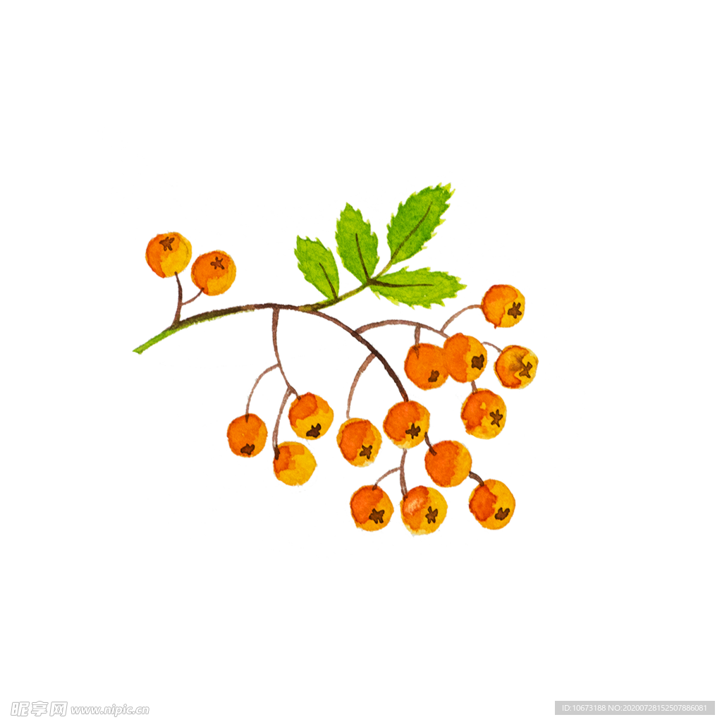 手绘植物