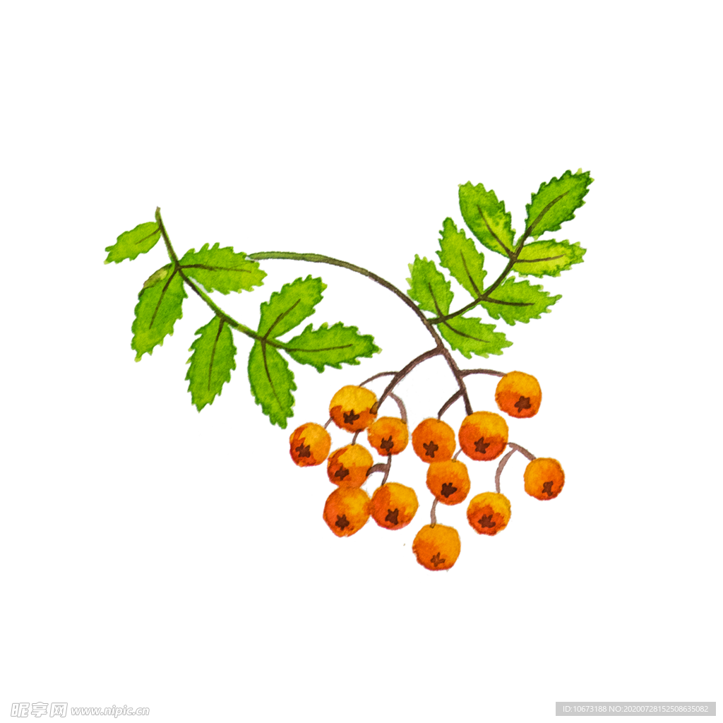 手绘植物