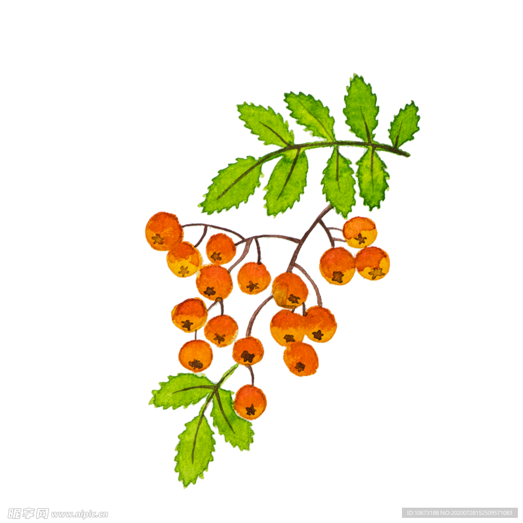 手绘植物