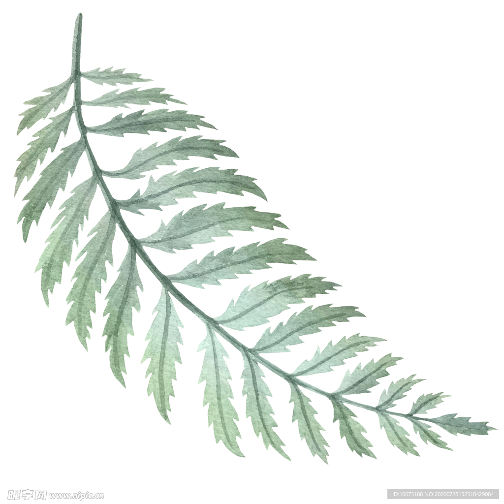 手绘植物