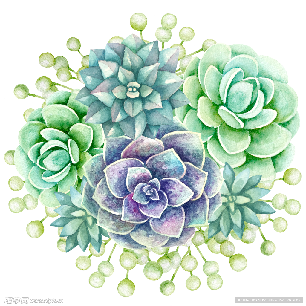 手绘植物