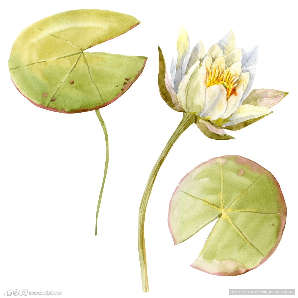 手绘植物