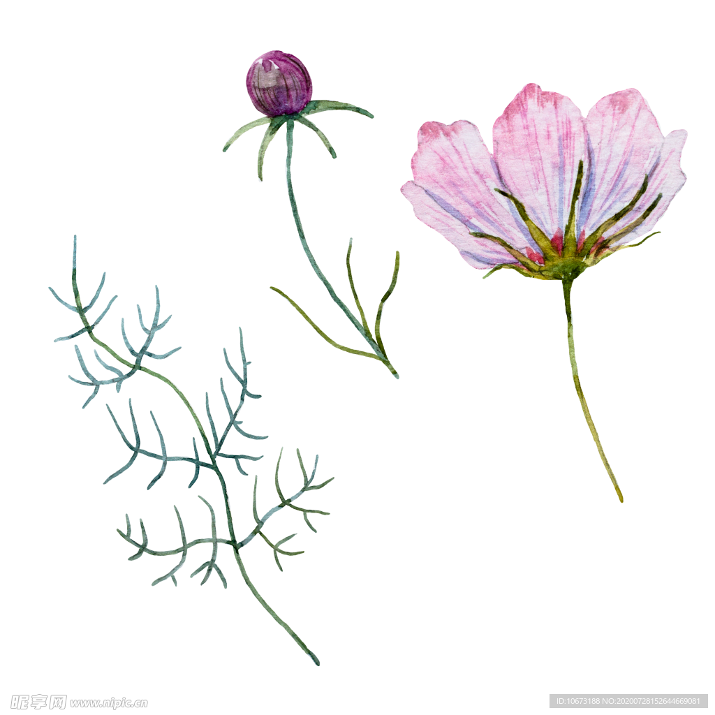 手绘植物