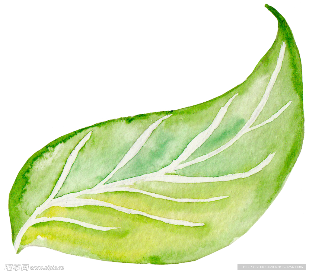 水彩植物