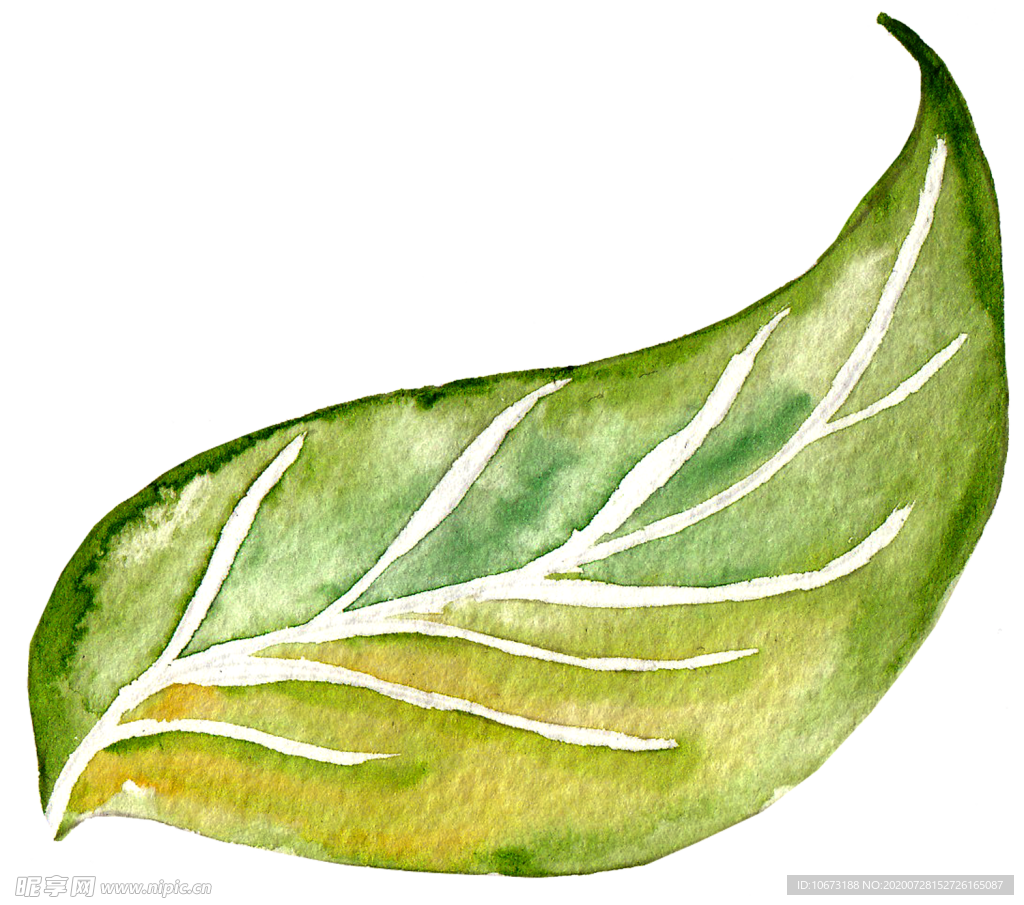 水彩植物