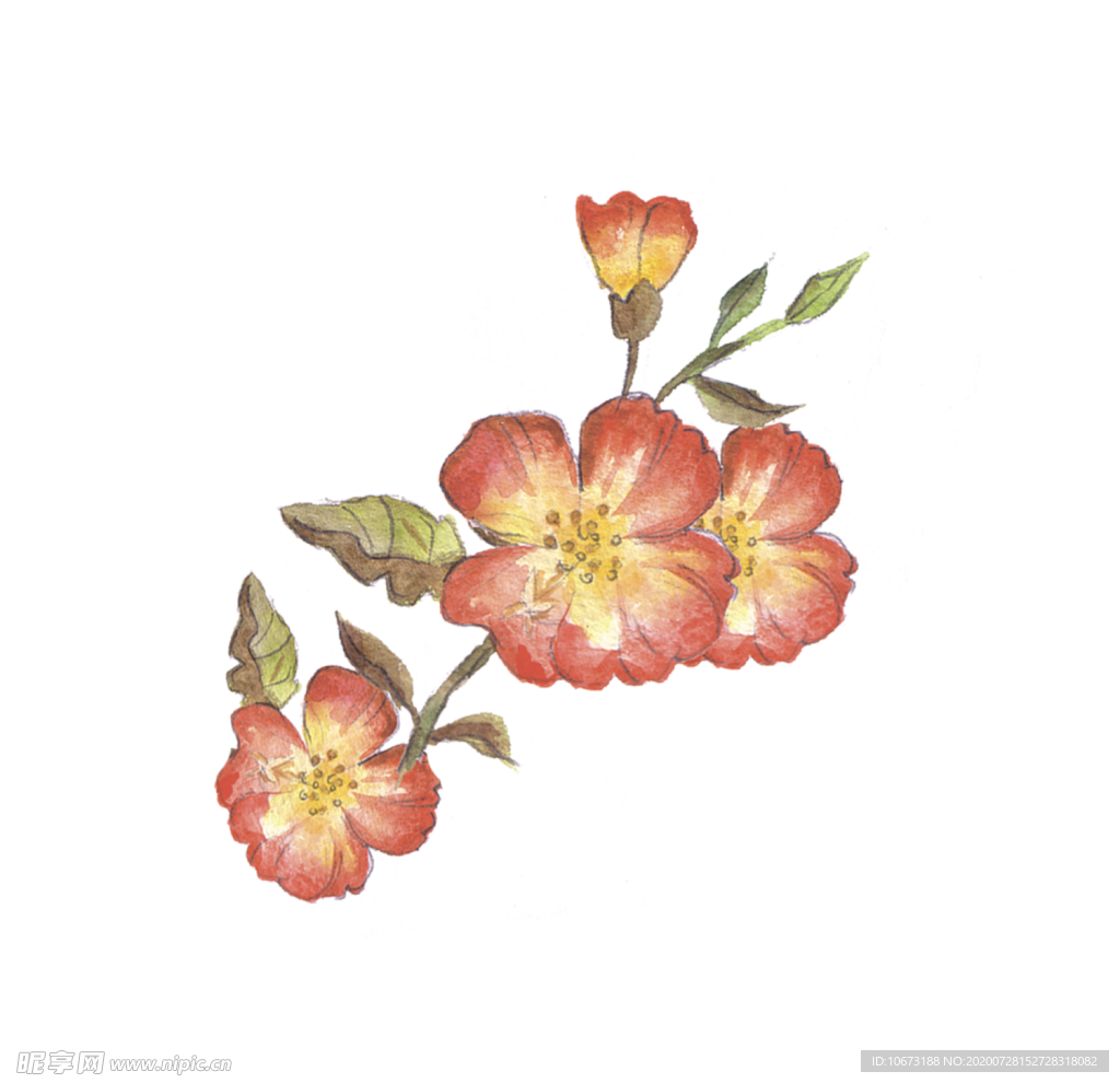 水彩植物
