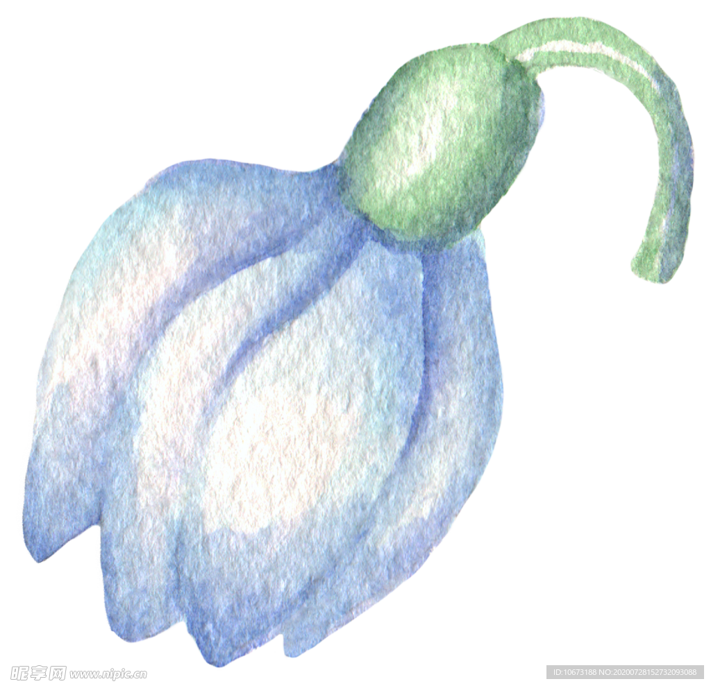 水彩植物