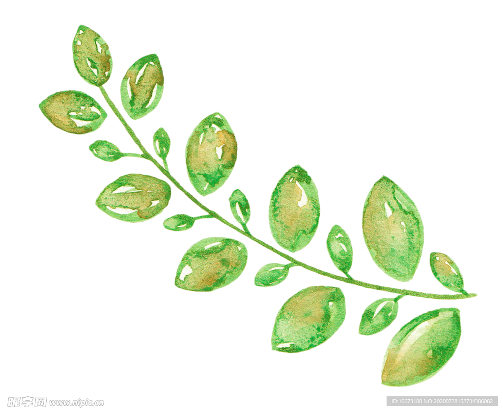 水彩植物