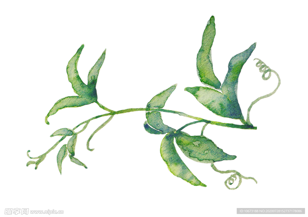 水彩植物