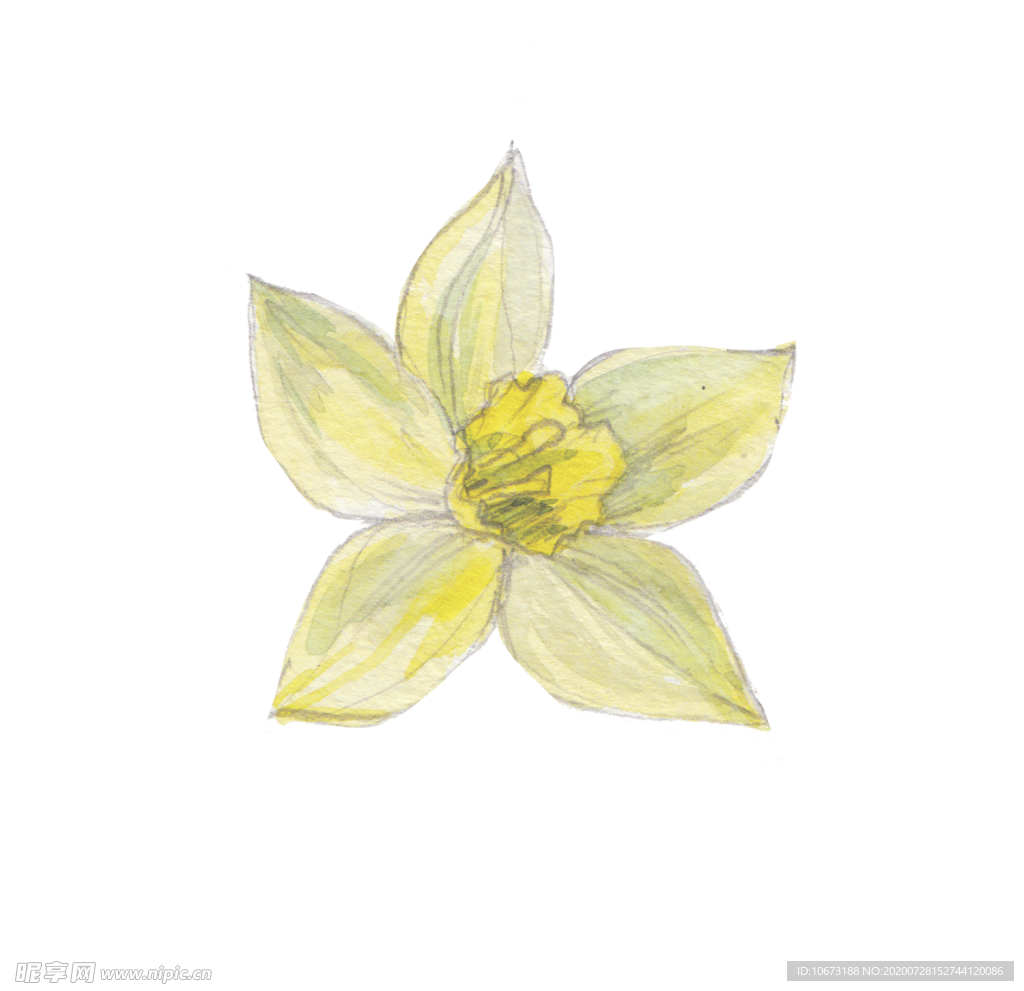 水彩植物