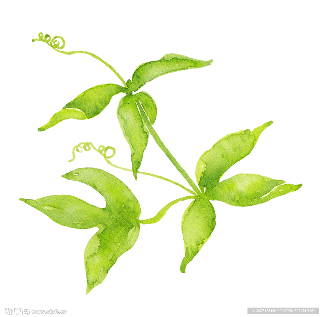 水彩植物