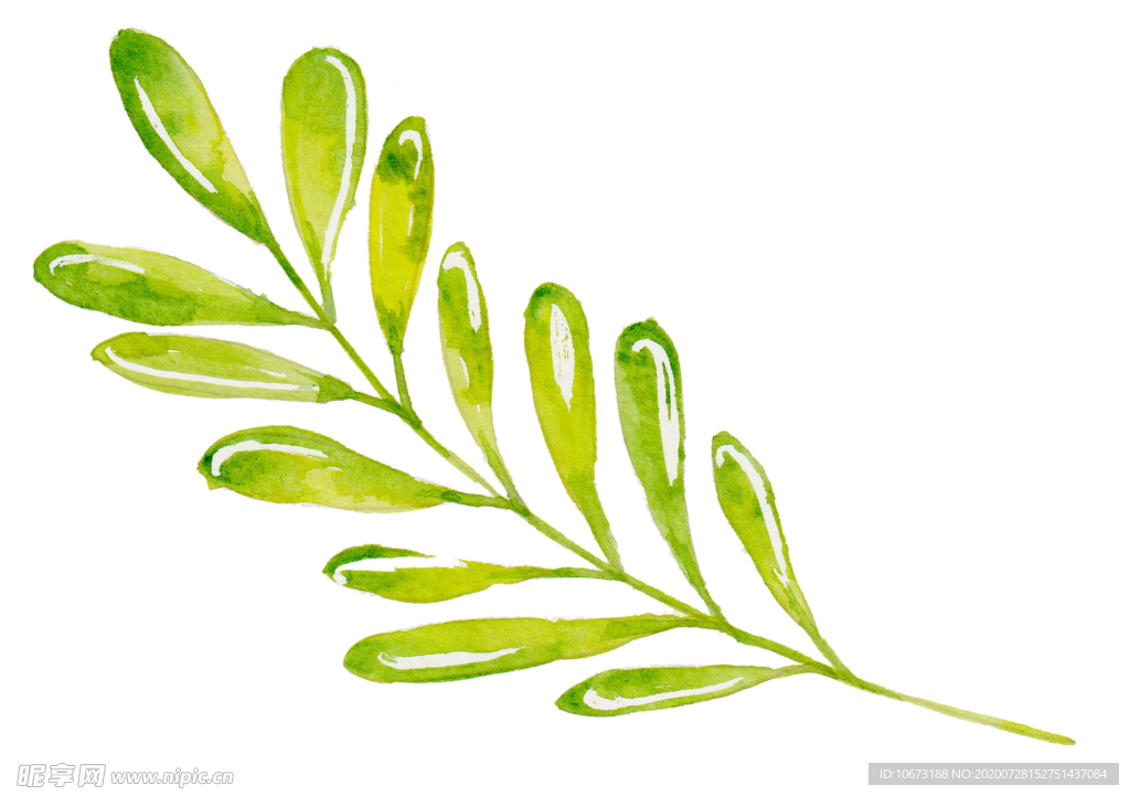 水彩植物