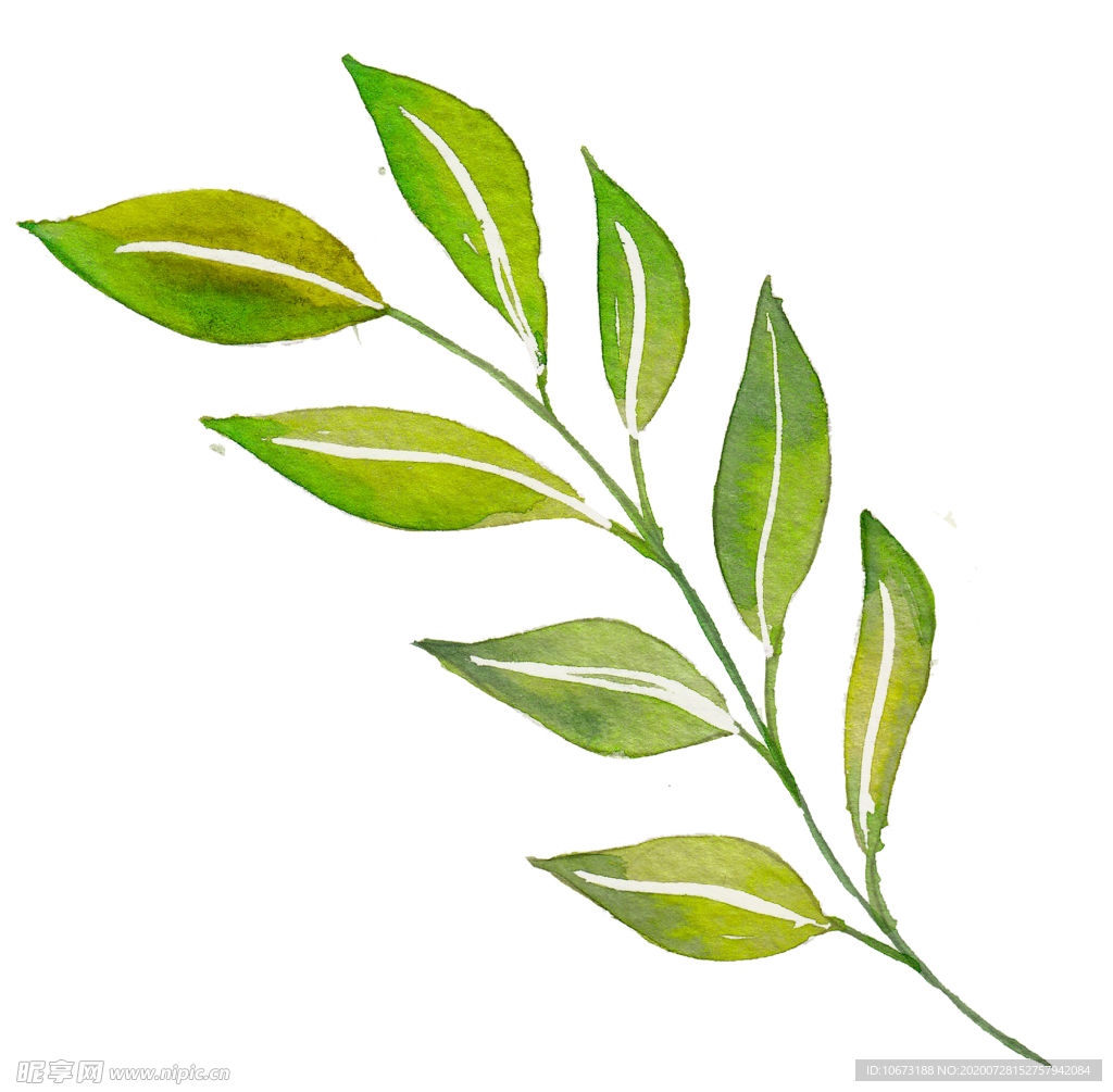 水彩植物