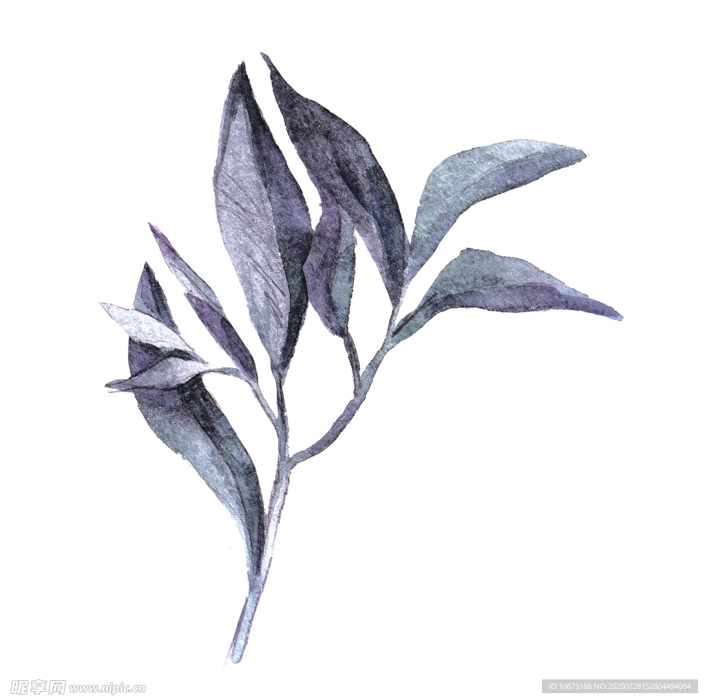 水彩植物