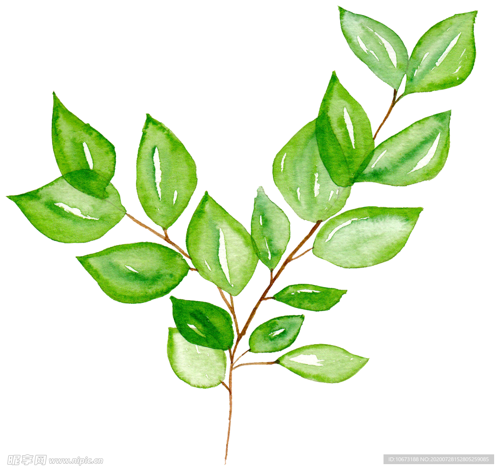 水彩植物