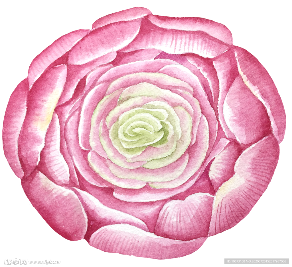 水彩植物