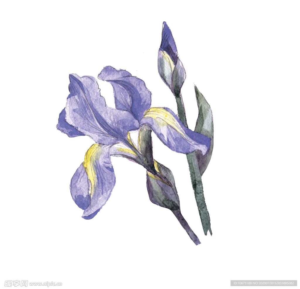 水彩植物