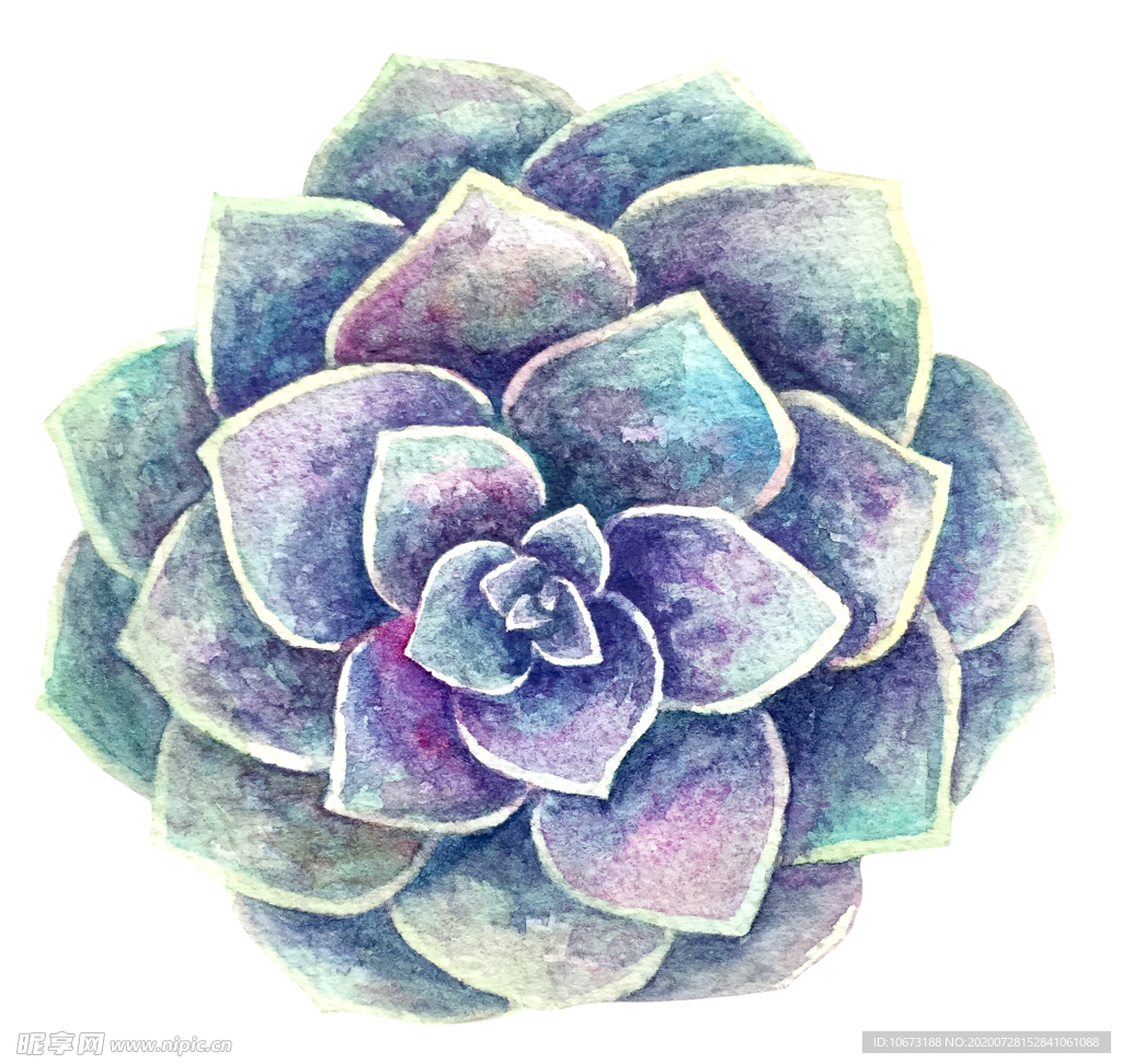 水彩植物
