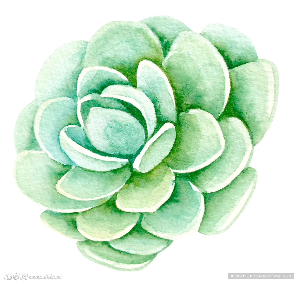 水彩植物
