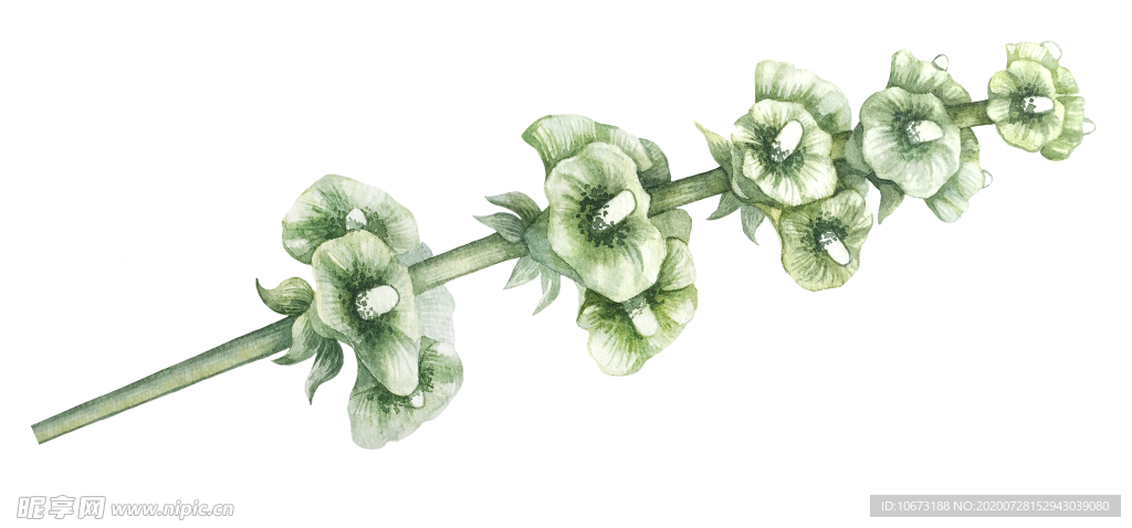 水彩植物