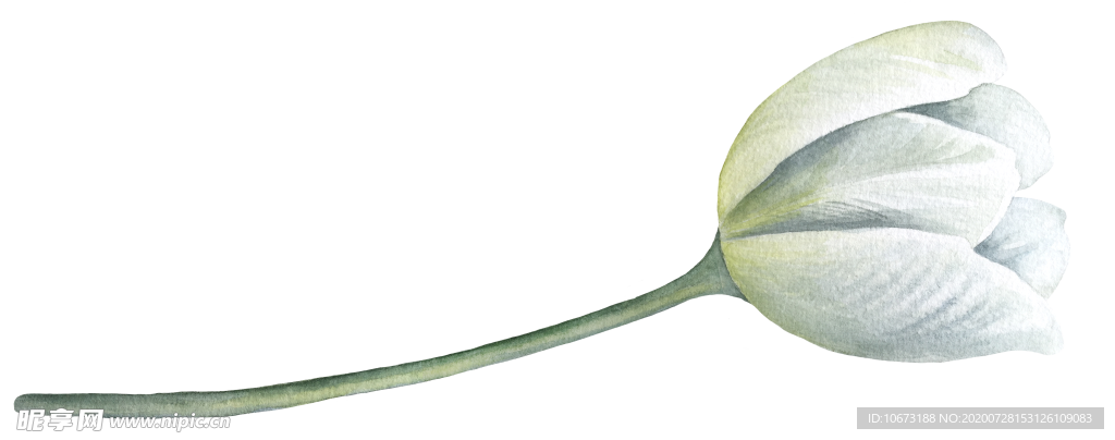 水彩植物