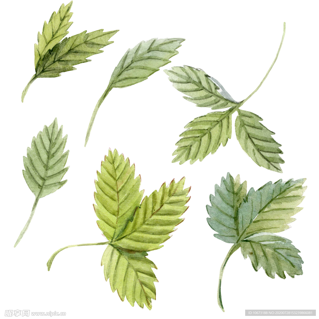 水彩植物