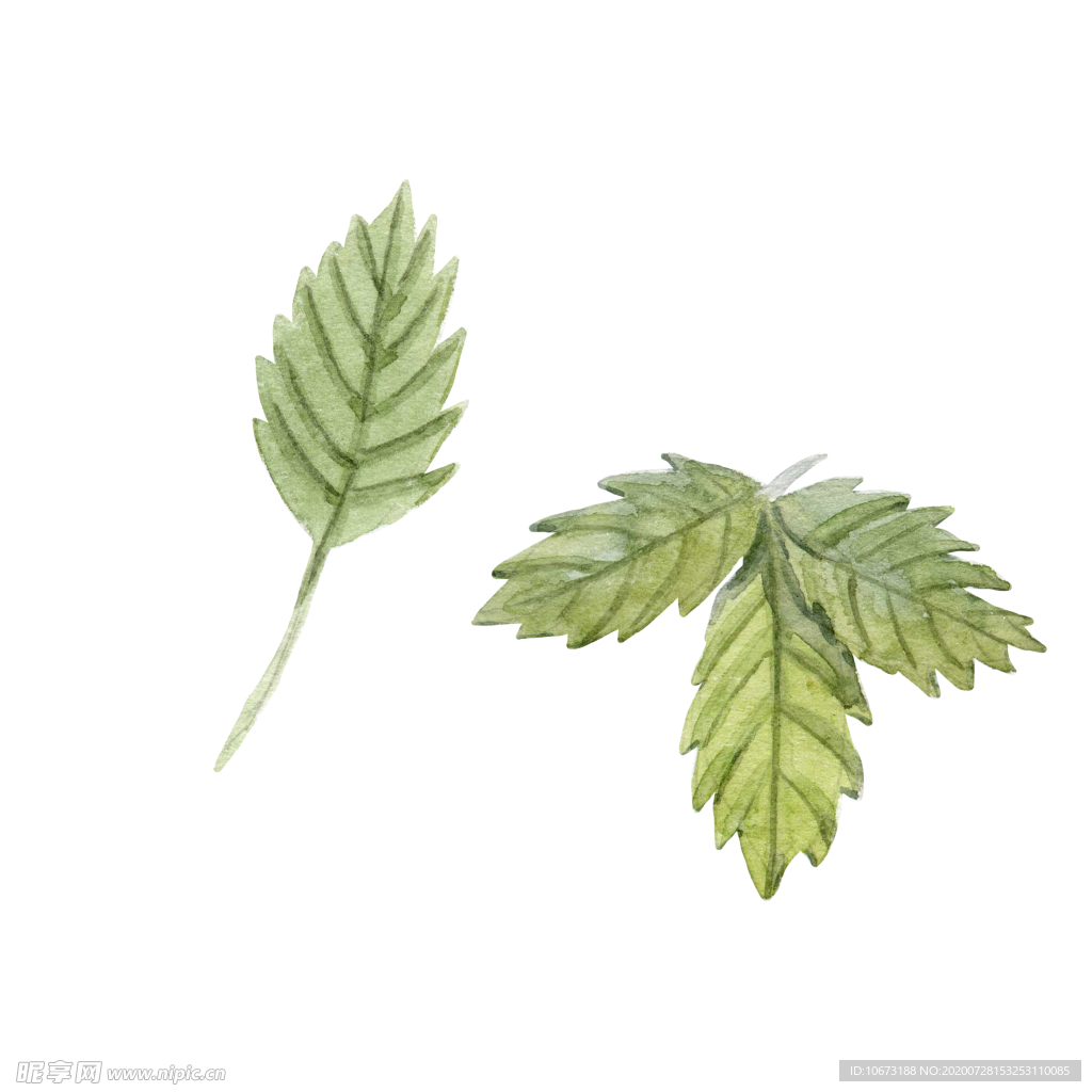 水彩植物