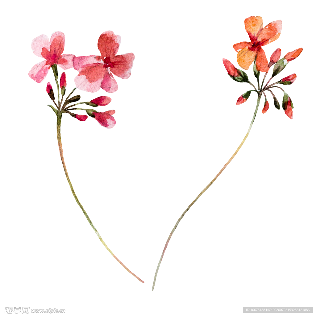水彩植物