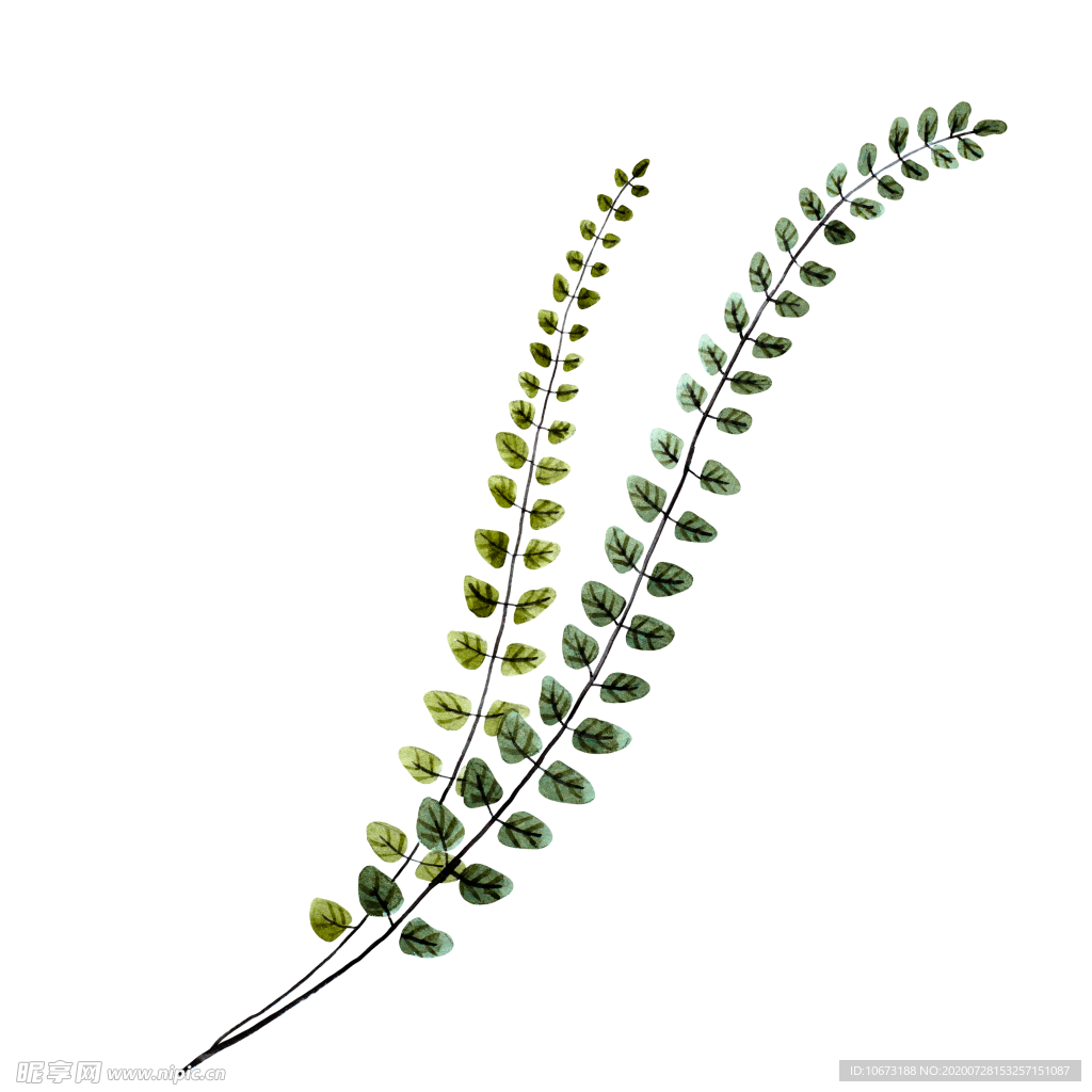水彩植物