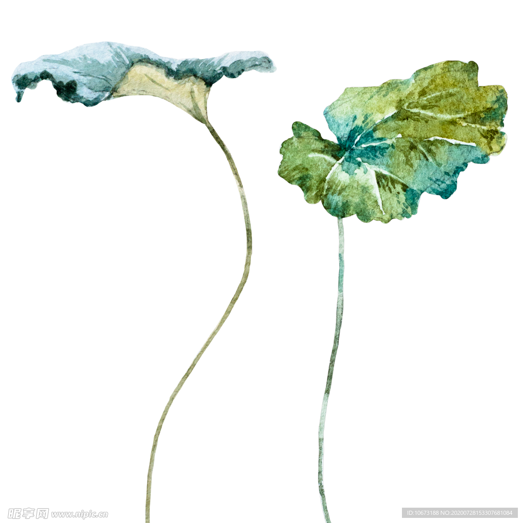 水彩植物