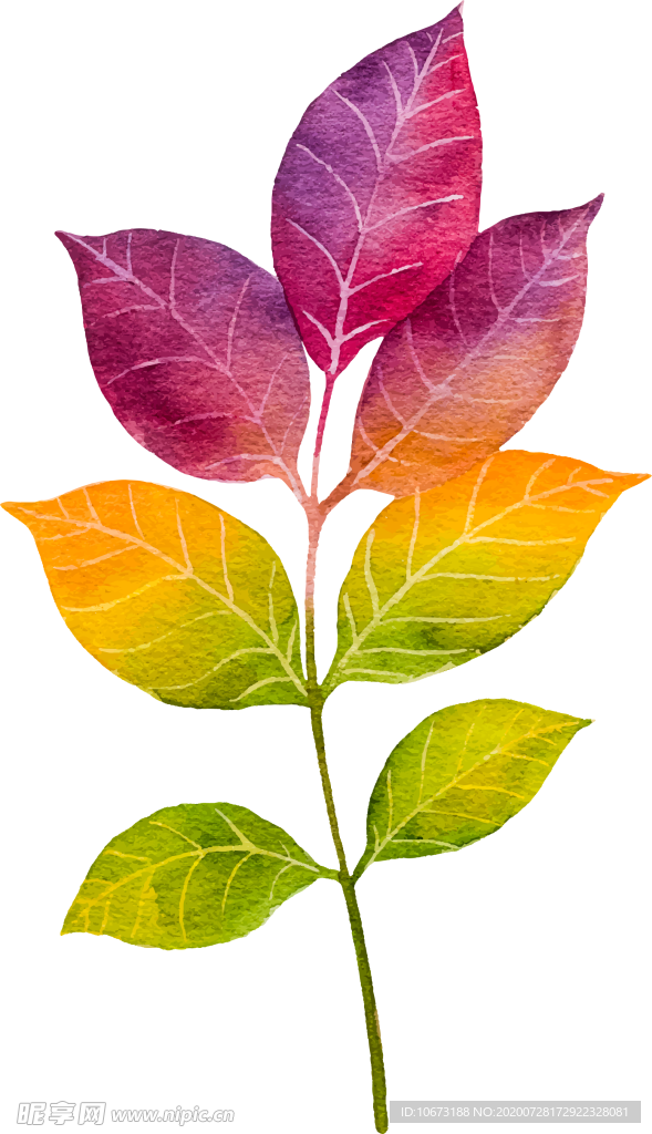 水彩植物