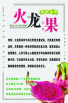 火龙果海报
