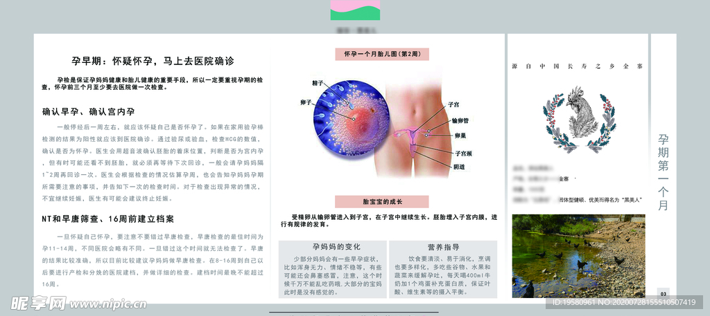 孕妈妈及胎宝宝变化第一个月