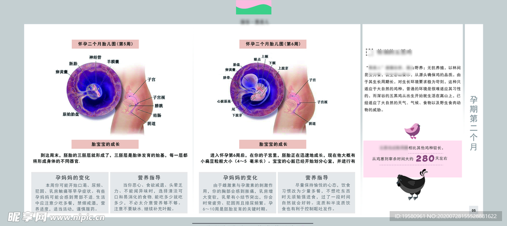 孕妈妈及胎宝宝变化第二个月