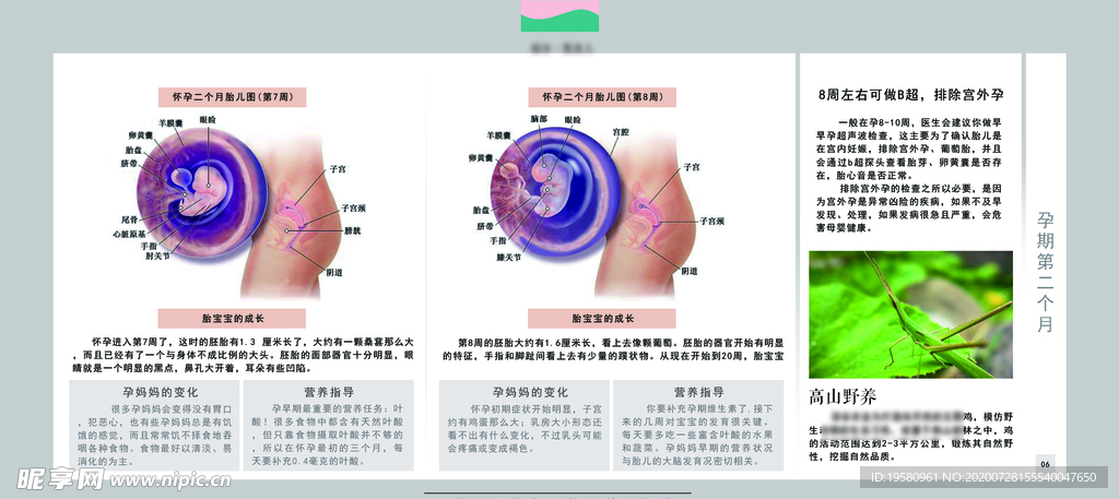 孕妈妈及胎宝宝变化第四个月