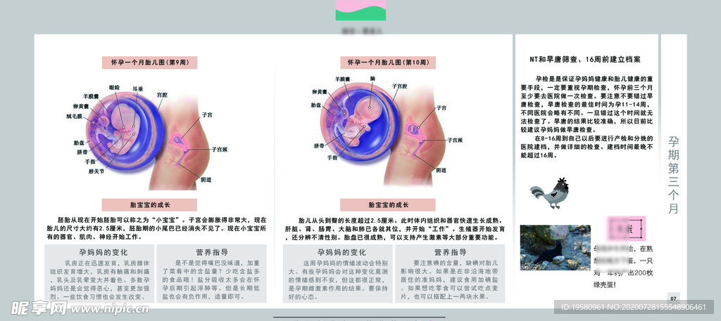 孕妈妈及胎宝宝变化第三个月