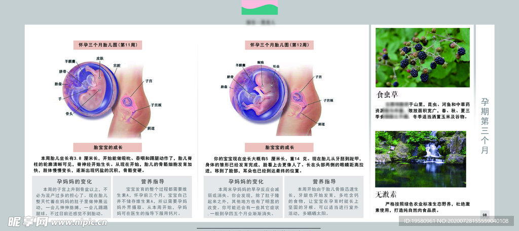 孕妈妈及胎宝宝变化第三个月