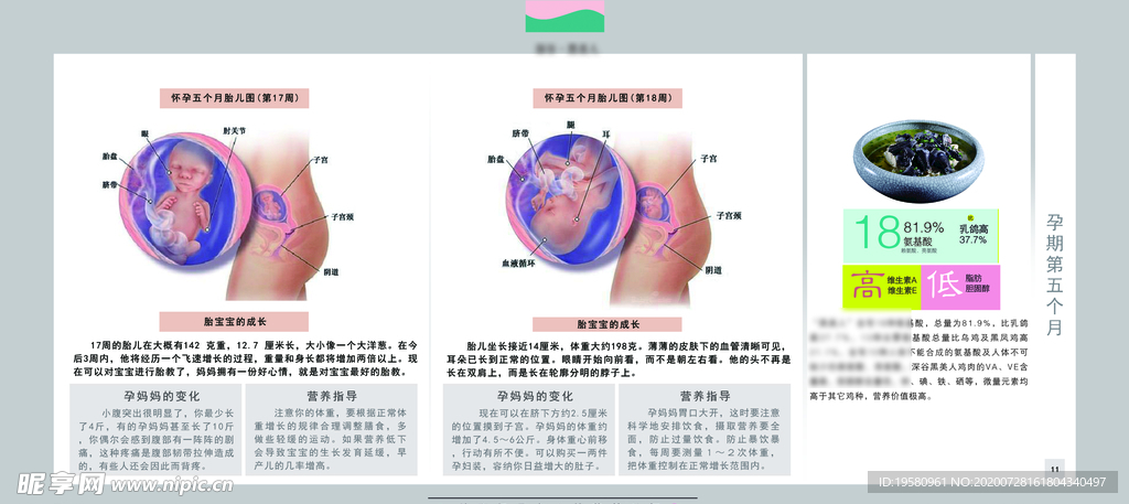 孕妈妈及胎宝宝变化第四个月