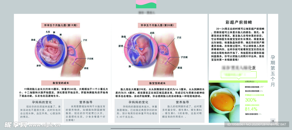 孕妈妈及胎宝宝变化第五个月