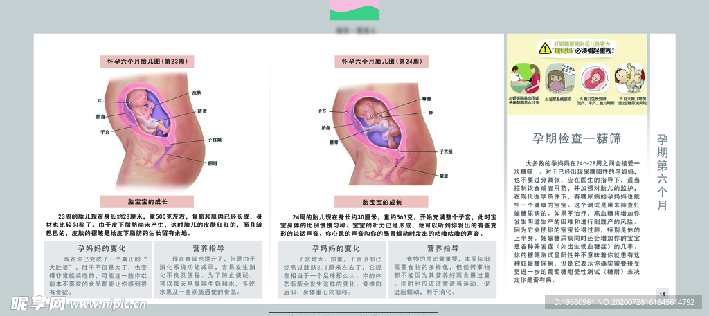 孕妈妈及胎宝宝变化第六个月