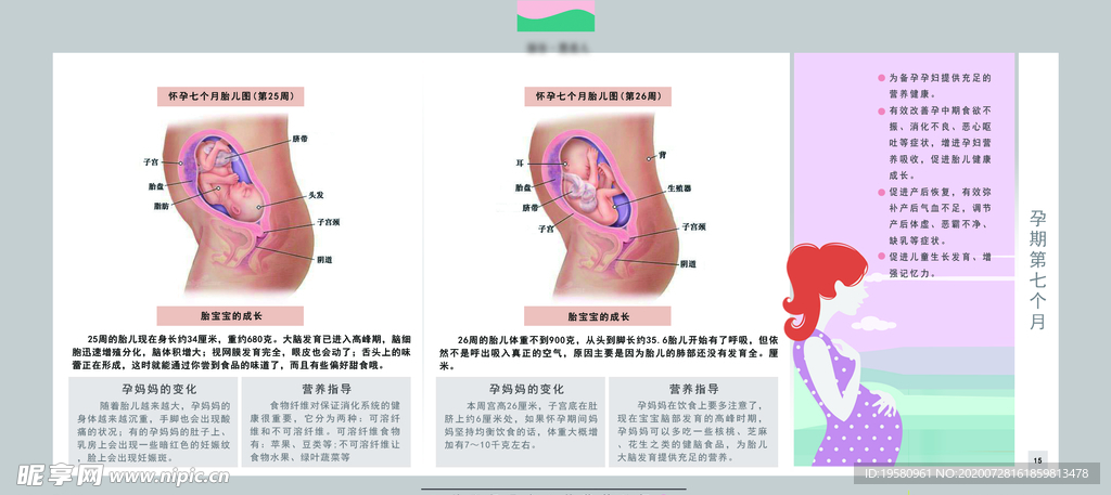 孕妈妈及胎宝宝变化第七个月